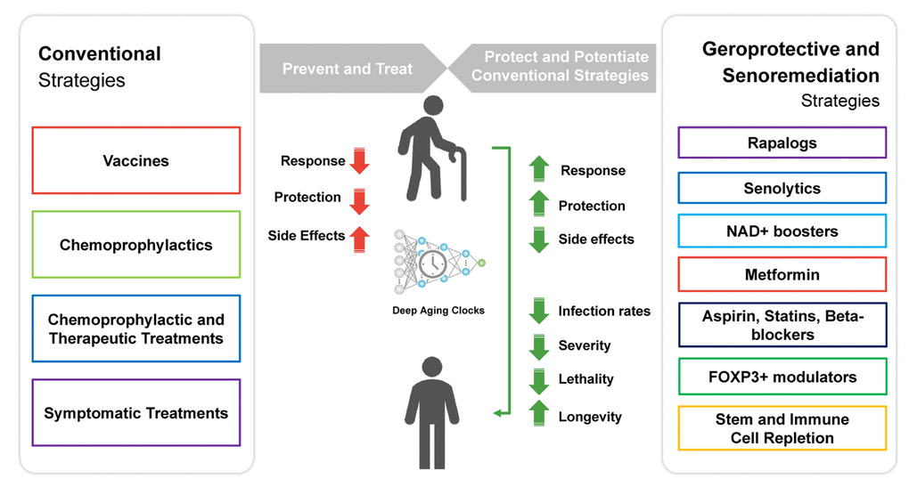 Geroprotective and senoremediative strategies, such as a course of low-dose rapamycin, may potentiate the response to conventional prevention and treatment strategies, prevent infection, reduce disease severity and lethality, and may also increase longevity.