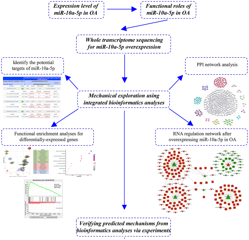 The workflow of study design.