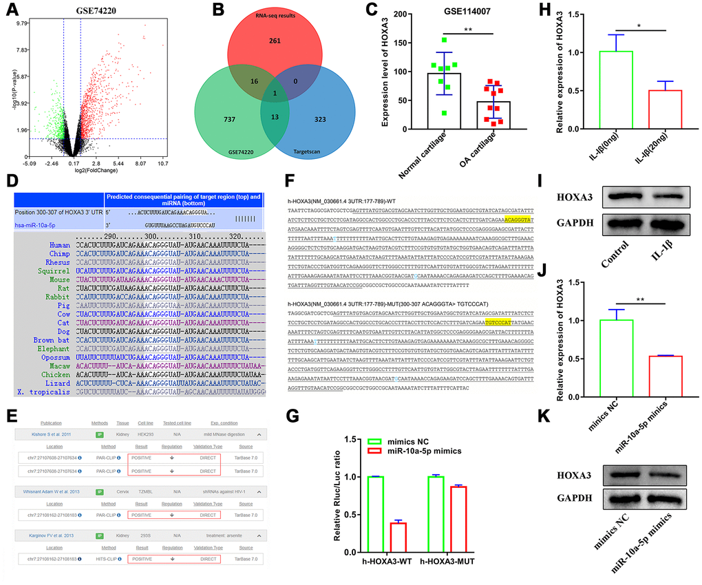 HOXA3 acts as a targeted gene of miR-10a-5p. (A) Volcano plot of differentially expressed mRNAs between control group and IL-1β induced primary chondrocyte group from GSE74220. (B) Venn plot of the overlapping mRNA across the downregulated mRNAs in GSE74220, the predicted targets of miR-10a-5p in Targetscan, and the downregulated mRNAs in our RNA-seq. (C) The expression level of HOXA3 in OA cartilage from GSE114007, **P D) Targetscan shows that the seed region of miR-10a-5p is well-paired with 3’UTR of HOXA3, which was conservative among vertebrates. (E) High-throughput experiments verified that HOXA3 was the direct target of miR-10a-5p in HEK293, TZMBL, and 293S from TarBase v.8. (F) The sequencing results of cloned fragments in luciferase reporter vectors and the yellow highlighted sequence is the target test site. (G) Interaction between miR-10a-5p and HOXA3 was verified by luciferase report assay in 293T cells. (H, I) The relative expression of HOXA3 in control and IL-1β induced Hc-a analyzed by RT-qPCR and western blot (n=3, *P J, K) The relative expression of HOXA3 after transfecting miR-10a-5p mimics analyzed by RT-qPCR and western blot (n=3, **P 
