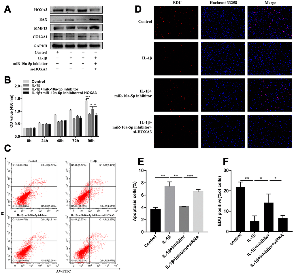 miR-10a-5p functioned in IL-1β induced Hc-a through targeting HOXA3. Hc-a was treated with IL-1β and then co-transfected miR-10a-5p inhibitor and si-HOXA3. (A) HOXA3, Col2a1, MMP13, BAX, and GAPDH protein levels were detected by western blot. (B, D, F) cell proliferation detected by CCK8 (B; n=3; *P D, F; n=3, *P C, E) cell apoptosis detected by flow cytometry assay (n=3, **P 