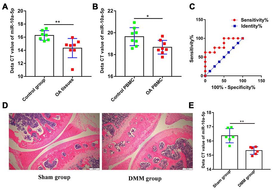 miR-10a-5p is upregulated in OA and acts as a potential promising biomarker. (A) The relative expression of miR-10a-5p in OA and control cartilage tissues analyzed by RT-qPCR (8 OA cartilage vs. 7 control cartilage, **P B) The relative expression of miR-10a-5p in OA and control PBMC analyzed by RT-qPCR (8 OA cartilage vs. 8 control cartilage, *P C) ROC analysis of miR-10a-5p in PBMC for the diagnosis of OA (AUC,0.84; P=0.02); Representative pictures of articular cartilage in sham group (D left) and DMM group (D right) stained by H&E. Scale bar, 200 um. (E) The relative expression of miR-10a-5p in sham group and DMM group analyzed by RT-qPCR (6 sham vs. 6 DMM cartilage, **P 