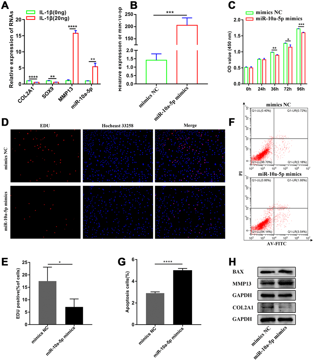 miR-10a-5p acts as a significant contributing factor for OA. (A) The relative expression of COL2A1, MMP13, SOX9, and miR-10a-5p in control and IL-1β induced Hc-a analyzed by RT-qPCR (n=3; **P B) The relative expression of miR-10a-5p after transfecting miR-10a-5p mimics, ***P C) The effect of miR-10a-5p overexpression on cell proliferation detected by CCK8 assay (n=3; *P D, E) The effect of miR-10a-5p overexpression on cell proliferation detected by EDU assay (n=3; *P F, G) The effect of miR-10a-5p overexpression on cell apoptosis detected by flow cytometry assay (n=3; ****P H) Effects of miR-10a-5p overexpression on Col2a1, MMP13, BAX, and GAPDH protein levels detected by western blot.