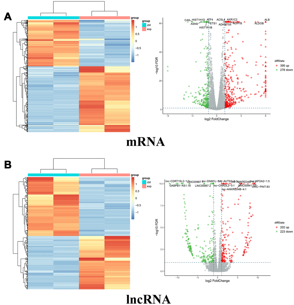 Differentially expressed mRNAs and lncRNAs between miR-10a-5p overexpression group (exp) and control group (ctrl). (A) Heat map (left) and volcano plot (right) of differentially expressed mRNAs (red color denotes upregulated mRNAs and green color denotes downregulated mRNAs). (B) Heat map (left) and volcano plot (right) of differentially expressed lncRNAs (red color denotes upregulated lncRNAs and green color denotes downregulated lncRNAs).