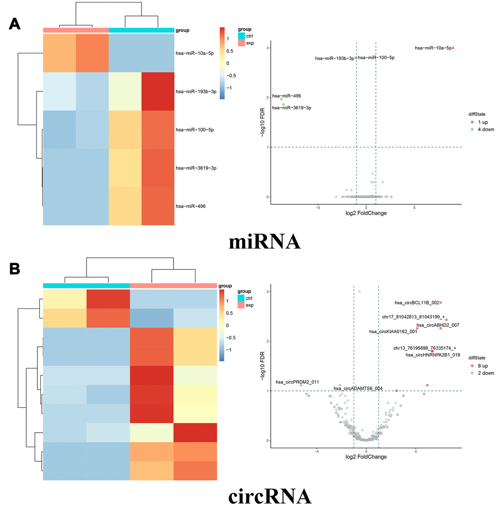 Differentially expressed miRNAs and circRNAs between miR-10a-5p overexpression group (exp) and control group (ctrl). (A) Heat map (left) and volcano plot (right) of differentially expressed miRNAs (red color denotes upregulated miRNAs and green color denotes downregulated miRNAs). (B) Heat map (left) and volcano plot (right) of differentially expressed circRNAs (red color denotes upregulated circRNAs and green color denotes downregulated circRNAs).