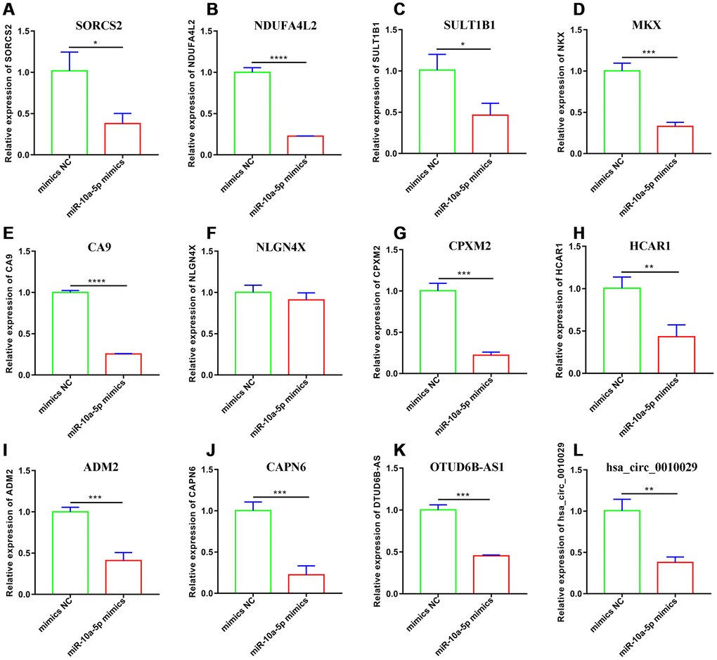 Validation of 12 selected downregulated genes after miR-10a-5p overexpression through RT-qPCR. (A) SORCS2; (B) NDUFA4L2; (C) SULT1B1; (D) MKX; (E) CA9; (F) NLGN4X; (G) CPXM2; (H) HCAR1; (I) ADM2; (J) CAPN6; (K) OTUD6B-AS1; (L) hsa