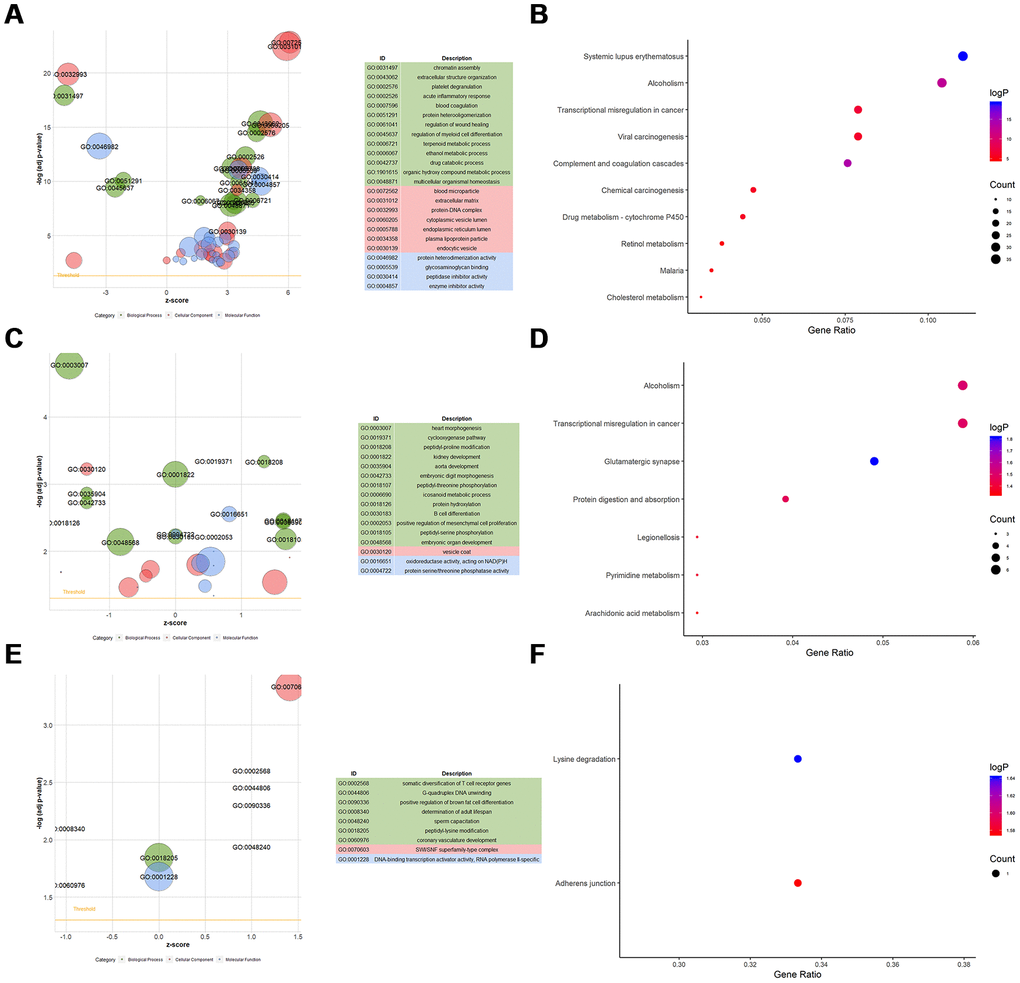 Functional enrichment analyses for differentially-expressed mRNAs, lncRNAs, and circRNAs. (A) GOBubble plot shows GO terms enriched in differentially-expressed mRNAs. (B) KEGG terms enriched in differentially-expressed mRNAs. (C) GOBubble plot shows GO terms enriched in ci-genes of differentially-expressed lncRNAs. (D) KEGG terms enriched in ci-genes of differentially-expressed lncRNAs. (E) GOBubble plot shows GO terms enriched in parent genes of differentially-expressed circRNAs. (F) KEGG terms enriched in parent genes of differentially-expressed circRNAs.