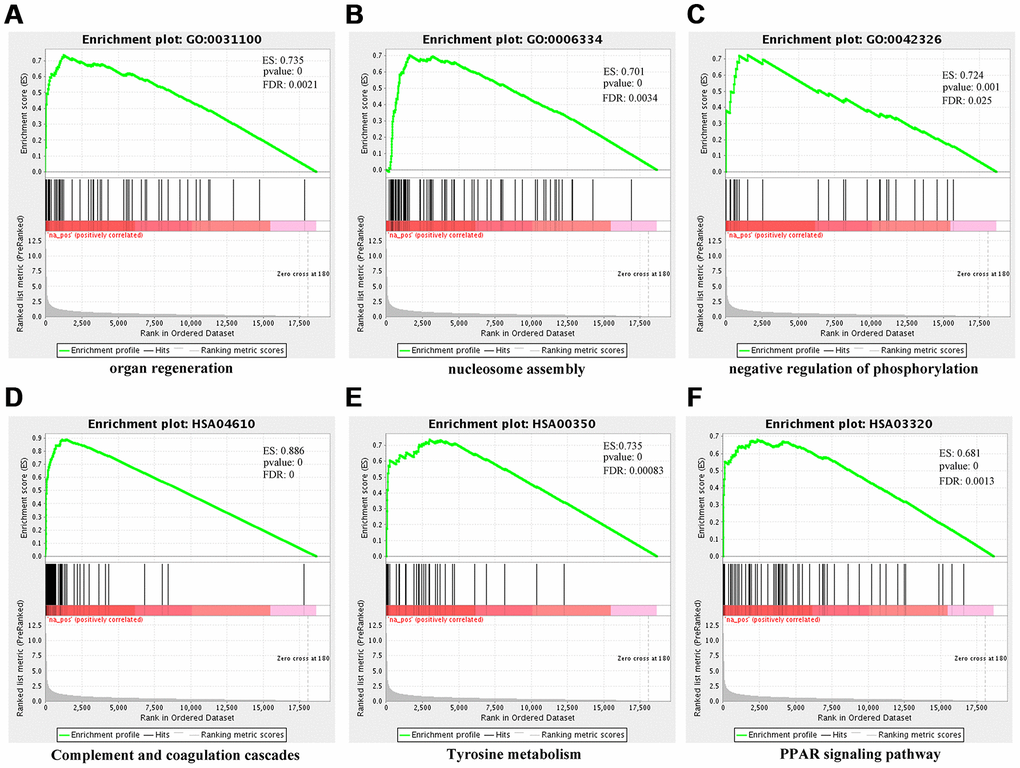 Gene set enrichment analysis (GSEA) for differentially-expressed mRNAs using NGSEA. Representative three significantly GO enrichment plot in GSEA: (A) organ regeneration (GO:0031100); (B) nucleosome assembly (GO:0006334); (C) negative regulation of phosphorylation. Representative three significantly KEGG enrichment plot in GSEA: (D) complement and coagulation cascades (HSA04610); (E) tyrosine metabolism (HSA00350); (F) PPAR signaling pathway (HSA03320).
