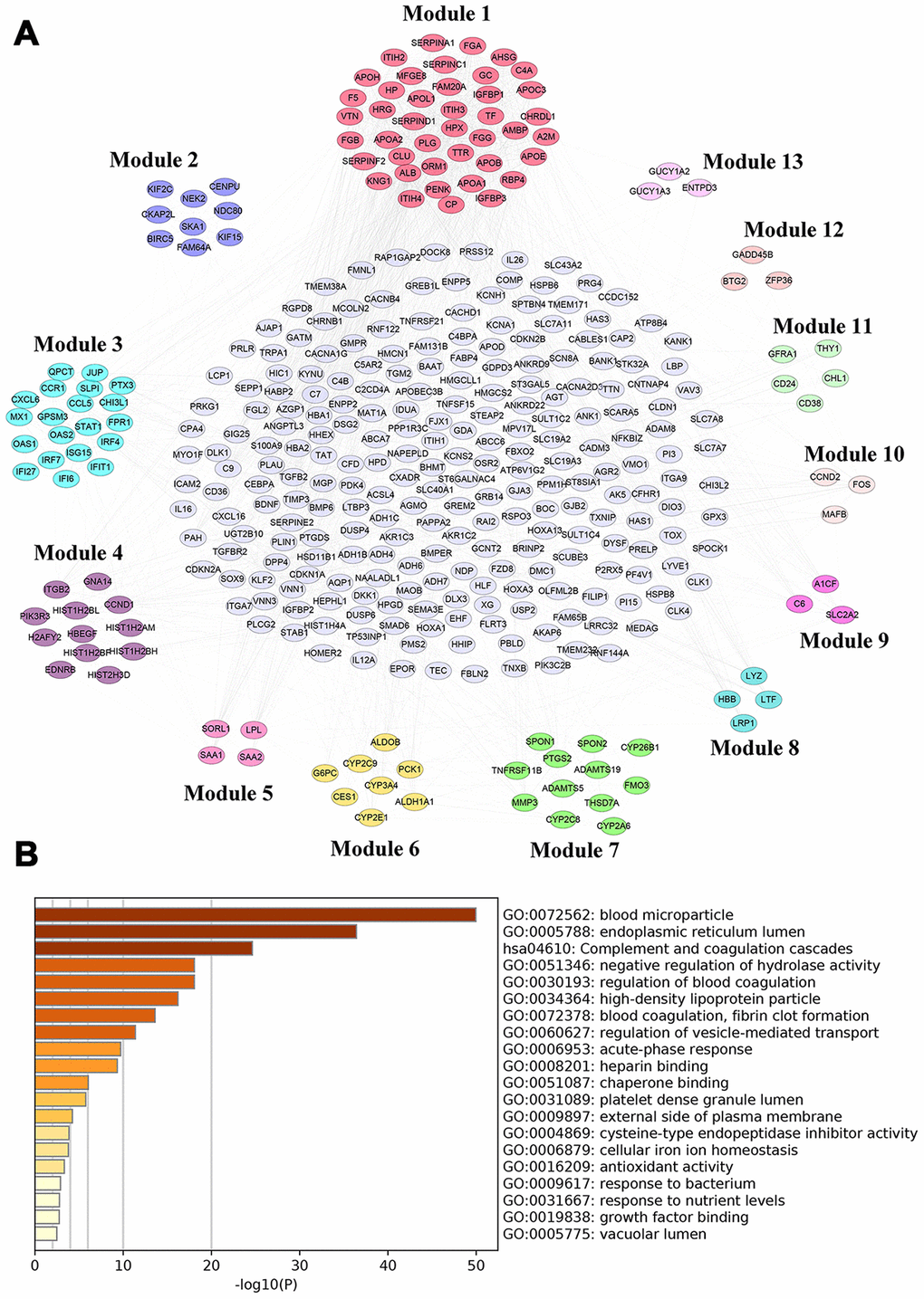 PPI network analysis for differentially-expressed mRNAs. (A) PPI network of differentially-expressed mRNAs analyzed by STRING database and Module (1-13) were selected from PPI network using MCODE analysis. (B) Functional enrichment analysis of hub genes (Module 1) were performed using Metascape.