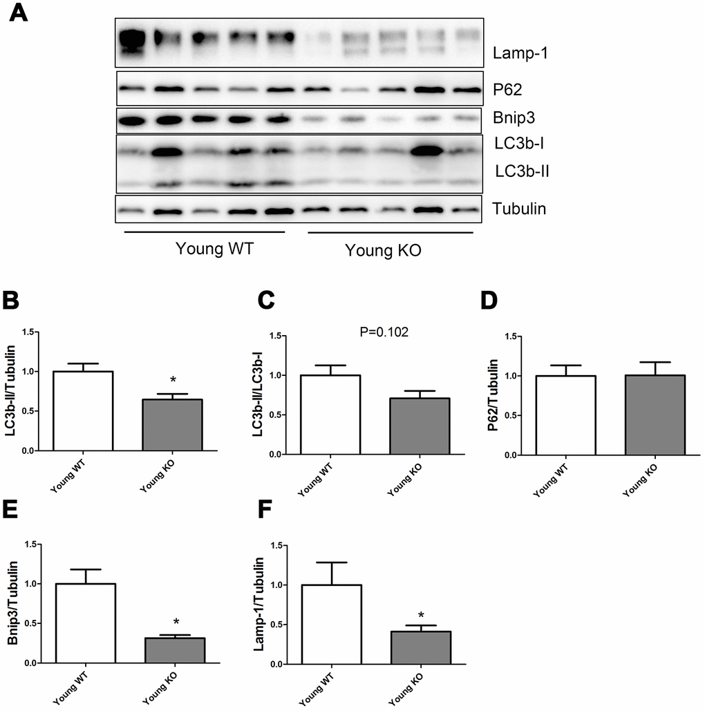 Expression of LC3b-II, LC3b-I, P62, Bnip3, and Lamp-1 proteins in young WT and young KO mice. (A) Western blot images. (B–F) Statistical graphs. Data represent mean ± SE, (n=5), *statistically significant.