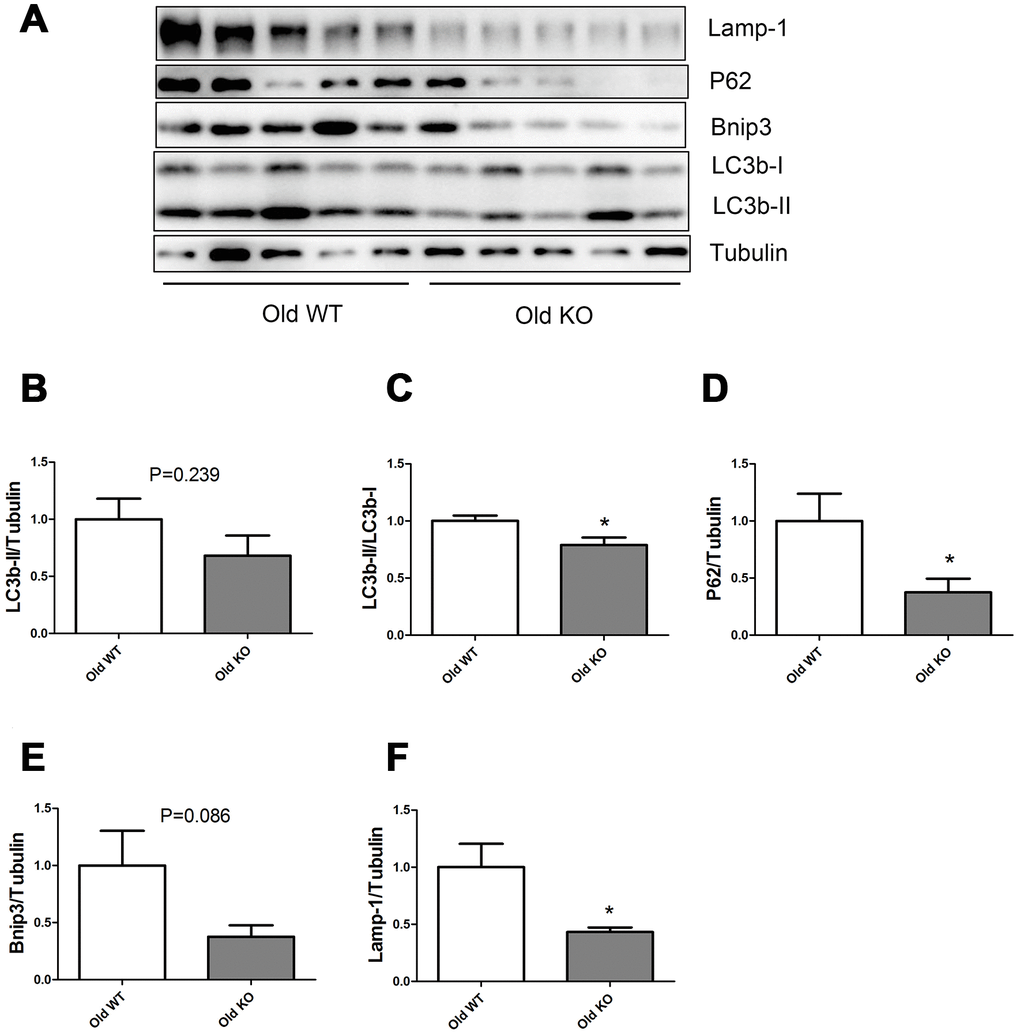 Expression of LC3b-II, LC3b-I, P62, Bnip3, and Lamp-1 proteins in old WT and old KO mice. (A) Western blot images. (B–F) Statistical graphs. Data represent mean ± SE, (n=5), *statistically significant.