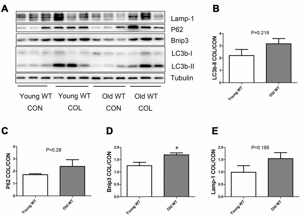 Autophagy flux in skeletal muscle of young WT and old WT mice. (A) Western blot images. (B–E) Statistical graphs. Autophagy flux was calculated by the fold of changes in the expression of LC3b-II, P62, Bnip3, and Lamp-1 induced by colchicine. Data represent mean ± SE, n=3. *statistically significant.