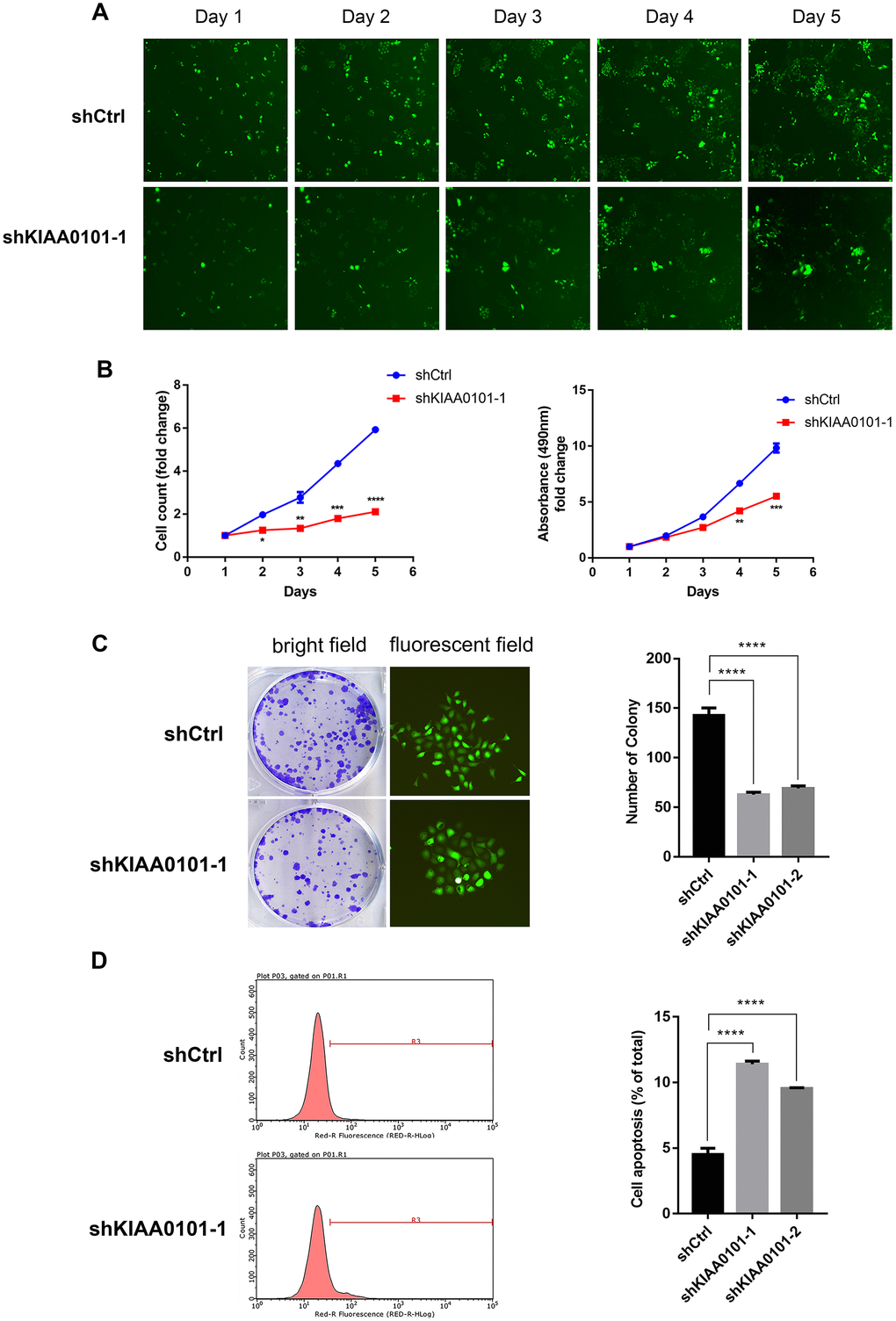 Down-regulation of KIAA0101 inhibits the proliferation and promotes apoptosis of NPC cells. (A) Reprehensive fluorescent graphs of shCtrl and shKIAA0101-1 NPC groups taken by Nexcelom Celigo Image Cytometer in five continuous days. (B) Statistical result of cell count/fold and growth curve. Data are presented as the mean ± SD from three independent experiments. **pppC) Downregulation of KIAA0101 suppressed colony formation ability of NPC cell line CNE-2Z (Left: bright field; Right: fluorescent field). (D) Apoptosis ratios of shKIAA0101 groups were increased compared with those in shCtrl group by flowcytometry. Histogram is the average cell apoptosis rate (mean ± SD) of three independent experiments. ****p