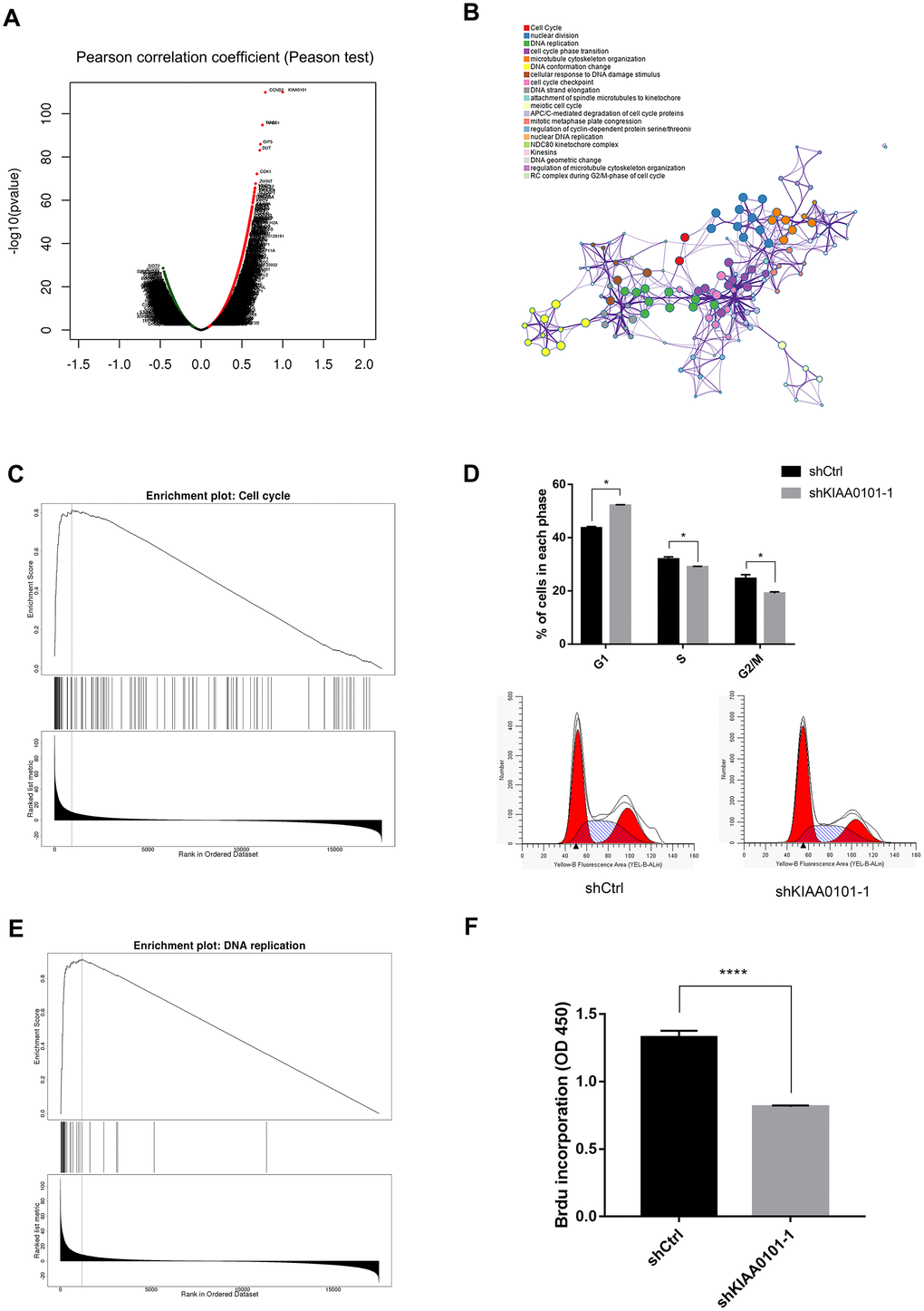 Cell cycle and DNA synthesis process suppressed after downregulation of KIAA0101. (A) LinkedOmics analysis of positively and negatively related genes with KIAA0101 in TCGA HNSC samples. (B) Metascape color clustering of positively correlated significant genes, P0). Each color box represents a biological process or pathway. (C) LinkeOmics GSEA KEGG module analysis of differentially expressed genes for associations between KIAA0101 expressions and Hiseq RNA expression profiles in TCGA HNSC samples revealed that cell cycle was positively enriched. (D) S and G2/M phases of shKIAA0101 groups were decreased compared with those in shCtrl group by flowcytometry. Histogram is the average ratio (mean ± SD) of three independent experiments. *PE) LinkeOmics GSEA KEGG analysis revealed that DNA replication was also identified with the strongest association with KIAA0101-higher expression. (F) BrdU incorporation in cultured CNE-2Z cells following control (shCtrl) and shKIAA0101 lentivirus infection. Histogram is the average ratio (mean ± SD) of three independent experiments. ****p