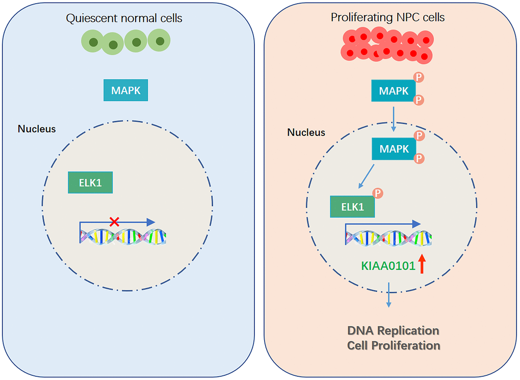 Graphical abstract: Schematic figure illustrating the role of KIAA0101 in NPC.