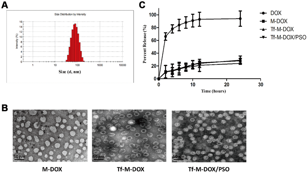 Characterization of Tf-M-Dox/PSO nanomicelles. (A) Particle size distribution of nanomicelles. (B) A Photographs of M/DOX, Tf-M-Dox and Tf-M-Dox/PSO were taken using transmission electron microscopy after staining with 1% uranyl acetate. Scale bar = 50 nm. (C) A time course of DOX release from various formulations at 37{degree sign}C in PBS is shown (n=3/group).