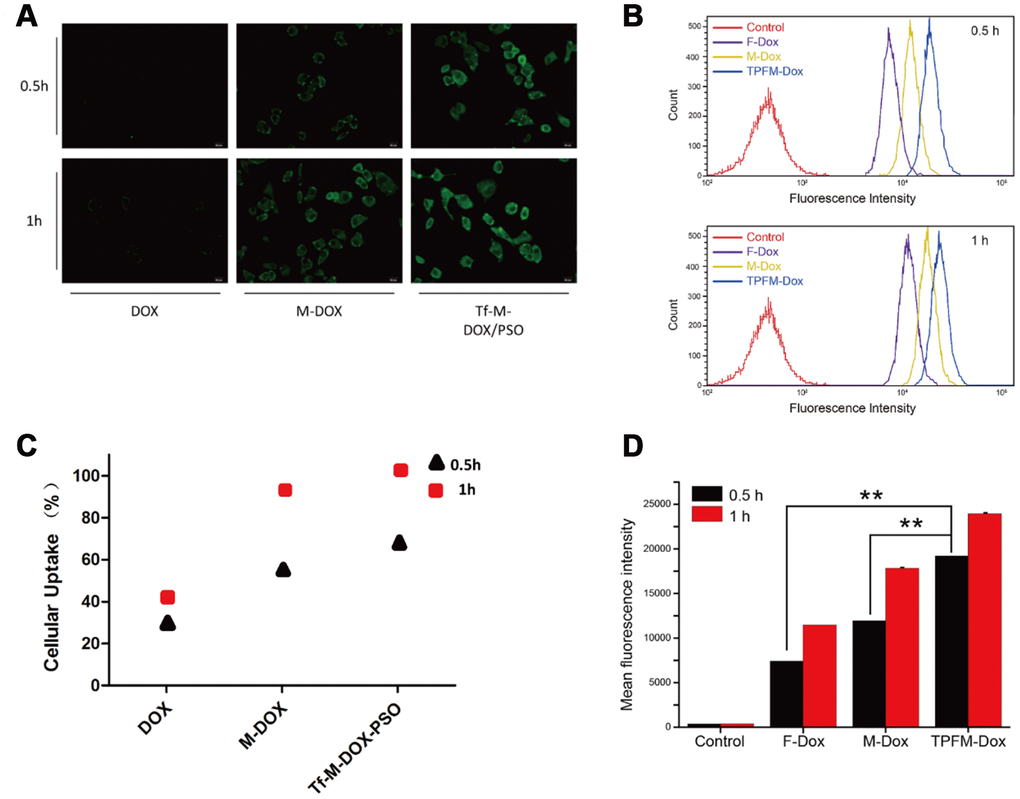 Cellular uptake of DOX, M-DOX and Tf-M-DOX/PSO in K562/DOX cells. (A) Cells were treated with DOX, M-DOX and Tf-M-DOX/PSO and then photographed by fluorescence microscopy. All samples were treated for 0.5 h or 1 h at 37°C. (B) Calculations of various micelle uptake by flow cytometry. Untreated cells were used as a negative control. (C) Positive percent of cells with fluorescence were illustrated. (D) Mean intensity of fluorescence in cells after 30 min or 60 min [of what?] (n=3/group). ** indicates P 