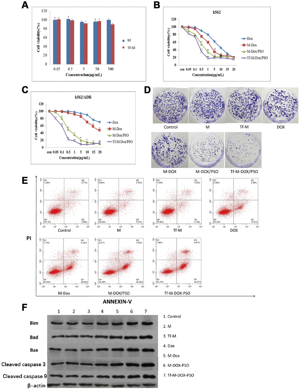 Cytotoxicity of different combinations of DOX in K562 and K562/DOX cells. (A) The cytotoxicity of both carriers was examined by MTT assays. (B) The antileukemia effect of four formulations of DOX in K562 cells was determined by MTT assays. (C, D) The antileukemia effects of different combinations of DOX in K562/DOX cells was examined by (C) MTT assays and (D) plate cloning experiments. of the effect on apoptosis caused by various delivery systems was examined by (E) flow cytometry and (F) western blot analysis. Data are shown as mean ± standard deviation (n=3), ** P 