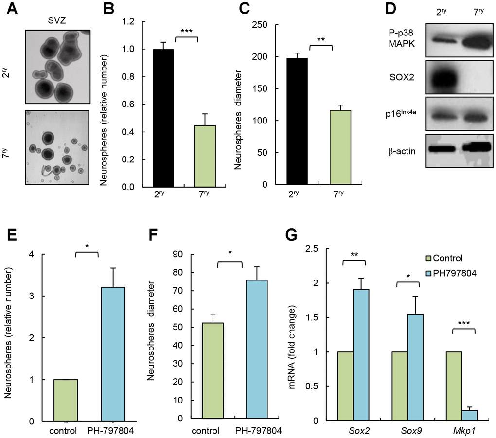 Pharmacological inhibition of p38MAPK rejuvenates NSC function in vitro. (A) Representative image and (B, C) quantification of number of neurospheres and their diameter at passage 2 (2ry) and 7 (7ry) from SVZ C57BL/6J mice (n=3). (D) Representative western blot of P-p38MAPK, SOX2, p16Ink4a and ß-actin at indicated conditions (n=3). (E) Relative number of neurospheres formed from passage 7 cells treated with p38MAPK inhibitor (PH-797804) or control (DMSO) (n=3). (F) Quantification of the diameter of neurospheres from 7ry passage treated with PH-797804 or control (n=3). (G) Sox2, Sox9 and Mkp1 expression in neurospheres maintained for passages (n=3).