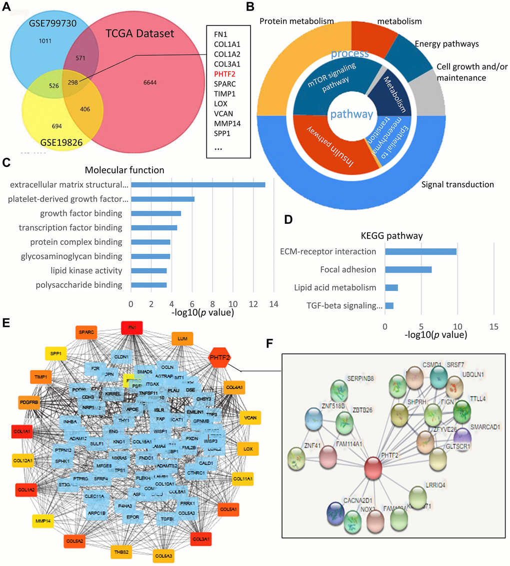 PHTF2 was identified as a hub gene in GEO datasets and TCGA database. (A) Venn chart of the different-expressing genes in GSE79973, GSE19826 and TCGA gastric cancer datasets, which overlapped according to the analysis of FunRich software. (B) Pie chart for illustration of different-expressing genes molecular pathways and process analyzed by DAVID online tools. (C, D) Molecular function and KEGG pathway enrichment of differentially expressed genes analyzed by DAVID online tools. (E) On line tool of STRING database analysis of the PPI network for the different-expressing genes. (F) Amplification of the network for PPI associated with PHTF2.