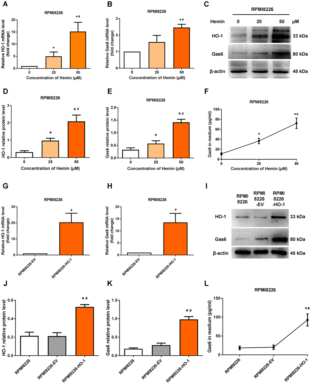 HO-1 upregulates Gas6 expression in RPMI8226 cells. (A, B) mRNA expression of HO-1 and Gas6 in RPMI8226 cells were measured by qRT-PCR. (C-E) Western blot and semi-quantitative analysis of HO-1 and Gas6 protein levels in RPMI8226 cells-treated with hemin for 24 h. (F) Gas6 protein in culture supernatants from RPMI8226 cells were measured by Gas6 ELISA. (G, H) HO-1 and Gas6 mRNA levels in RPMI8226 cells were measured by qRT-PCR after transfection with empty vector (EV) and HO-1 recombinant lentiviral. (I–K) The effects of HO-1 overexpression on Gas6 protein expression level was shown in RPMI8226 cells. (L) The effects of HO-1 overexpression on Gas6 secretion in culture supernatants from RPMI8226 cells. Data are expressed as mean ± SD (n = 4). *P #P 