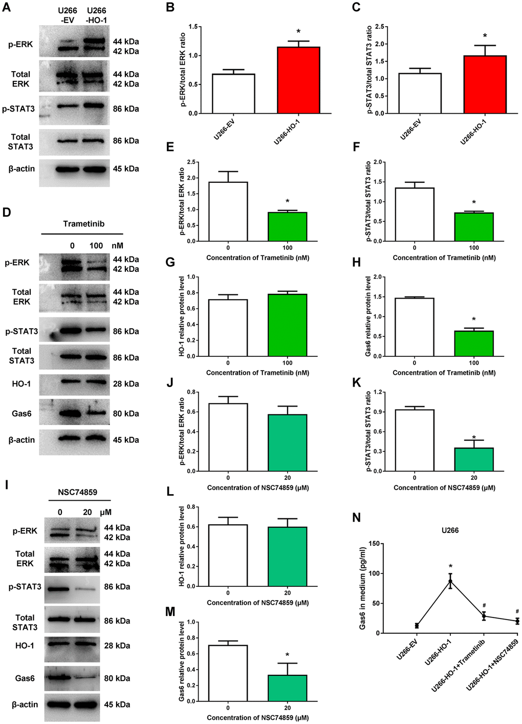 ERK/STAT3 axis is involved in HO-1-mediated Gas6 expression. (A–C) The effects of HO-1 overexpression on the phosphorylation level of ERK and STAT3 were determined by Western blot. n=4, *PD–H) The effects of ERK inhibitor trametinib on the phosphorylation level of ERK and STAT3, and the protein expression of HO-1 and Gas6. n=4, *PI–M) The effects of STAT3 inhibitor NSC74859 on the phosphorylation level of ERK and STAT3, and the protein expression of HO-1 and Gas6. n=4, *PN) Gas6 levels in culture supernatants from U266 cells were quantified by Gas6 ELISA. Cells were treated with empty vector (EV), HO-1 recombinant lentiviral, trametinib or NSC74859. n=4, *P#P