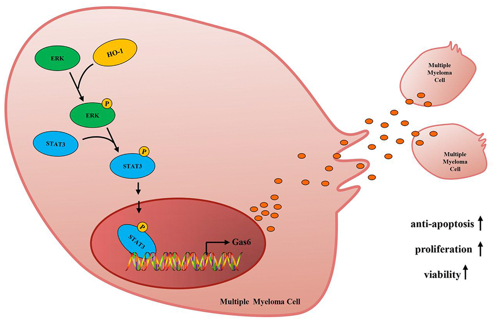 Mechanism diagram. HO-1 up-regulates Gas6 to mediate the sensitivity of myeloma cells to bortezomib via activating ERK/STAT3 signaling pathway.