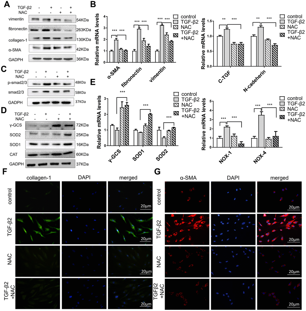 NAC alleviates TGF-β2-induced fibrosis in HConFs by improving cell antioxidant defense. HConFs were pretreated by TGF-β2 (4 ng/ml) with or without NAC (10 mM) for 24 h. (A) Protein levels of vimentin, α-SMA, fibronectin, and collagen-1. (B) mRNA levels of fibronectin, vimentin, C-TGF, N-cadherin and α-SMA determined by quantitative real-time PCR. (C) NAC effect on p-smad2/3 protein levels in TGF-β2-induced HConFs. (D) Relative antioxidant protein levels of γ-GCS, SOD1/2 and CAT determined using western blotting. (E) Relative antioxidant gene levels of γ-GCS, SOD1/2, NOX-1, and NOX-4 at specified times. (F) Representative images showing immunofluorescence staining for collagen-1 and (G) α-SMA in TGF-β2-induced HConFs at 24h (Nuclei = blue, α-SMA/collagen-1 = green/red). Data are mean ± S.D. n = 3. *p 