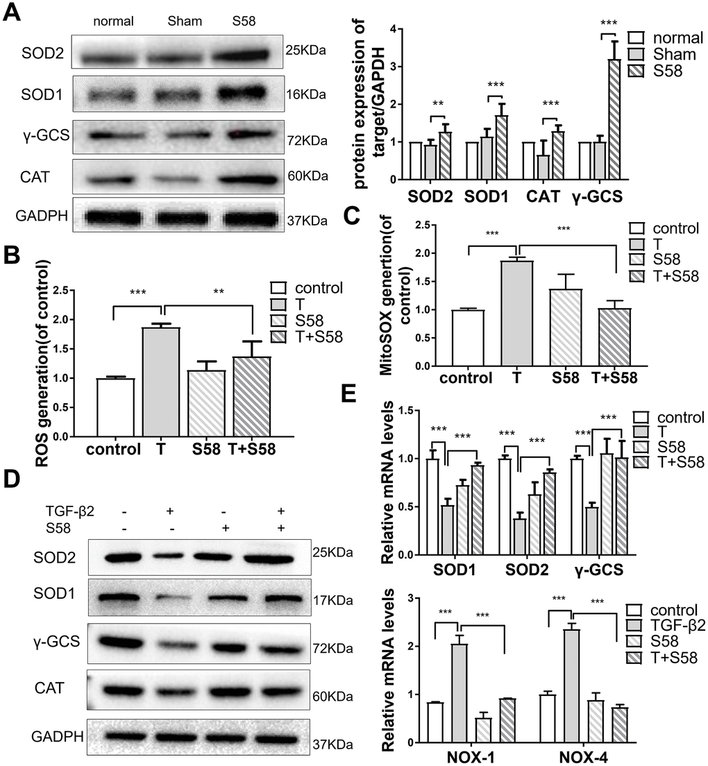 S58 promotes antioxidant defense of TGF-β2-induced HConFs. (A) Analysis of antioxidant capacity of cells at day 14 after GFS. (B) Intracellular ROS variation, and (C) mitochondrial superoxide variation were examined by flow cytometry. (D) Antioxidant protein SOD1/2, γ-GCS and CAT levels analyzed by western blotting in TGF-β2-treated HConFs in the presence or absence of S58 (20 nM). (E) Relative antioxidant gene levels in HConFs preconditioned with TGF-β2 in the presence or absence of S58 (20 nM) for 12h. All data indicate the mean ± SD, n=3. *p 