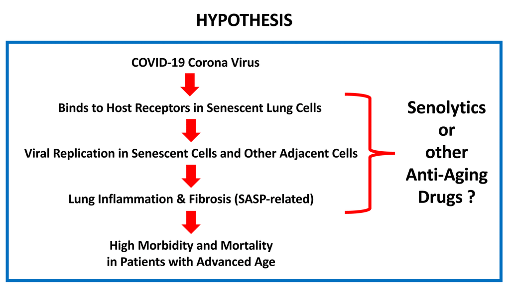 What is the relationship between COVID-19 and advanced chronological age? Here, we suggest that the COVID-19 corona virus preferentially targets senescent lung cells, resulting in increased morbidity and mortality in the aging population. One possible solution for prevention/treatment would be the use of senolytics or other anti-aging drugs. Testing this hypothesis will require the necessary clinical trials, with a focus on drug repurposing.