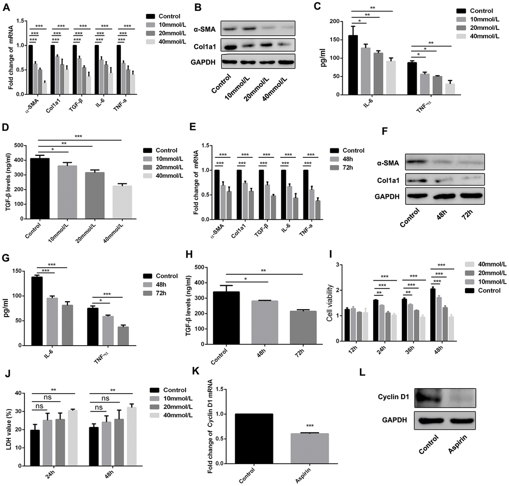 Aspirin inhibited the activation and proliferation of hepatic stellate cells. (A, B) Real-time PCR and western blot was employed to examine the expression of α-SMA, collagen-a1, TGF-β, IL-6 and TNF-α in the LPS-treated HSCs with disposure of 0, 10, 20, 40mmol/L. (C, D) ELISA assay was used to examine the expression of TGF-β, IL-6 and TNF-α in the LPS-treated HSCs with disposure of 0, 10, 20, 40mmol/L. (E, F) Real-time PCR and western blot was employed to examine the expression of α-SMA, collagen-a1, TGF-β, IL-6 and TNF-α in the LPS-treated HSCs with disposure of 40mmol/L at 48 and 72h. (G, H) ELISA assay was used to examine the expression of TGF-β, IL-6 and TNF-α in the LPS-treated HSCs with disposure of 40mmol/L at 48 and 72h. (I) CCK-8 assays were performed to examine the proliferation of LPS activated-HSCs with aspirin treatment. (J) LDH assay was performed to detect the cell viability of LPS activated-HSCs with aspirin treatment. (K, L) The expression of Cyclin D1 was detected by real-time PCR and western blot. *P**P***P