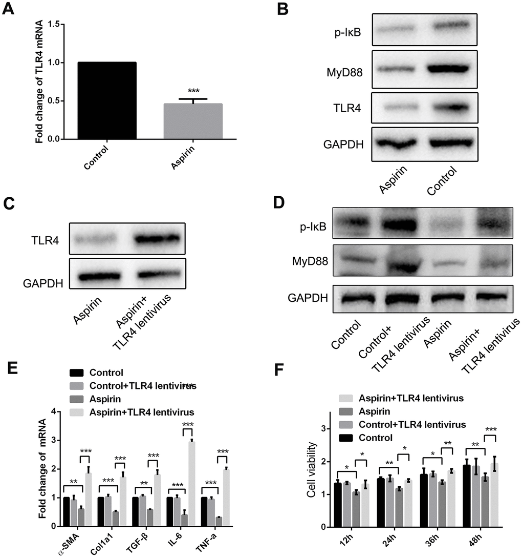 MyD88 and NF-κB signaling mediated the inhibitory effect of HSCs activation and proliferation by aspirin. (A) Real-time PCR was performed to analysis the expression of TLR4 in LPS-pretreated HSCs with or without aspirin(40mmol/L) disposure. (B) Western blot was used to examine the protein expression of TLR4, MyD88 and p-IκB in LPS-activated HSCs treated with aspirin. (C) TLR4 expression was detected in LPS-activated HSCs treated with aspirin and TLR4 lentivirus at 48h. (D) MyD88 and p-IκB in LPS-activated HSCs treated with aspirin and TLR4 lentivirus at 48h were measured by western blot. (E) Real-time PCR was employed to examine the expression of α-SMA, collagen-a1, TGF-β, IL-6 and TNF-α in activated HSCs treated with aspirin (40mmol/L) and TLR4 lentivirus. (F) CCK-8 assays were performed to examine the proliferation of activated HSCs treated with aspirin and TLR4 lentivirus HSCs. *P**P***P
