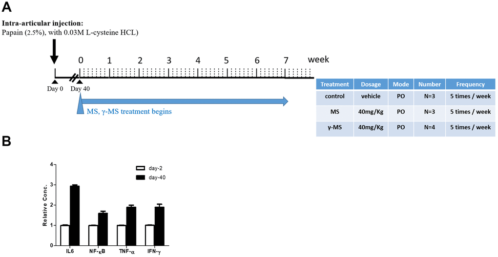 Establishment of mouse OA model (A) Schematic representation of the timeline of chemically induced OA and mangostin treatment regimen. The table describes the treatment conditions. (B) Real-time PCR analysis comparing serum mRNA levels of IL-6, TNF-α, INF- γ and NF-κb before (healthy, day 0) and post OA induction (day 40). It was clear that after OA induction (day-40), the mRNA level of IL-6, NF-kB, TNF-α and INF-γ were significantly higher than un-induced counterparts (day-2).