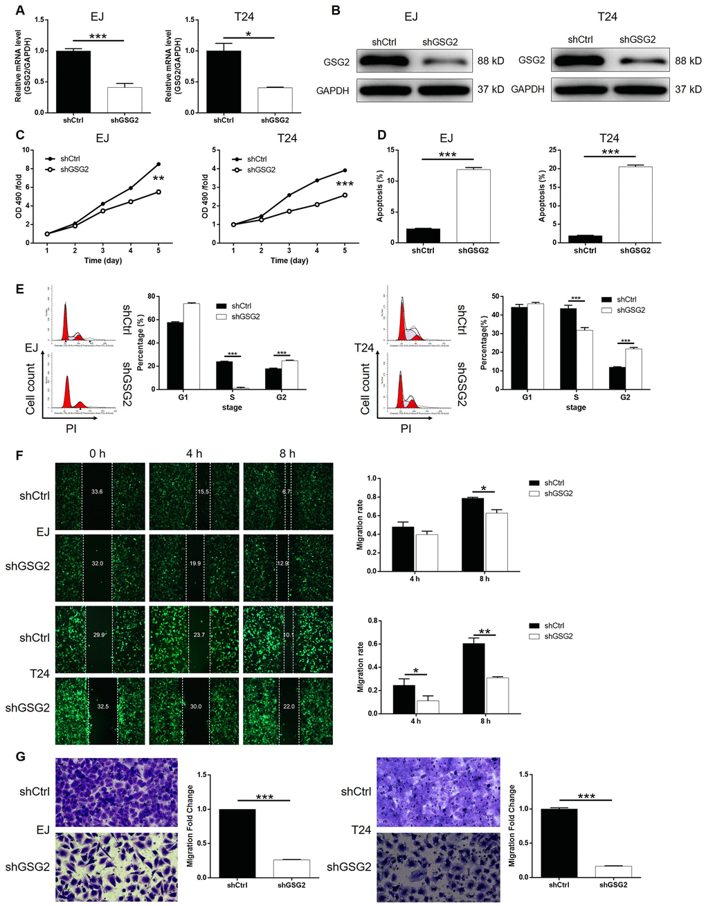 GSG2 knockdown inhibited bladder cancer cell proliferation, cell migration and induced cell apoptosis and cycle. (A) The knockdown efficiency of GSG2 in EJ and T24 cells was detected by qPCR. (B) The knockdown of GSG2 in EJ and T24 cells was verified by western blotting. (C) MTT assay was used to detect the effects of GSG2 knockdown on cell proliferation of EJ and T24 cells. (D) Flow cytometry was performed to evaluate the effects of GSG2 on cell apoptosis of EJ and T24 cells. (E) The effects of GSG2 knockdown on cell cycle distribution of EJ and T24 cells were examined by flow cytometry. Wound-healing (F) and Transwell (G) assays were utilized to reveal the effects of GSG2 knockdown on cell migration of EJ and T24 cells. The figures are representative data from at least three independent experiments. The data were expressed as mean ± SD (n ≥ 3), *PPP