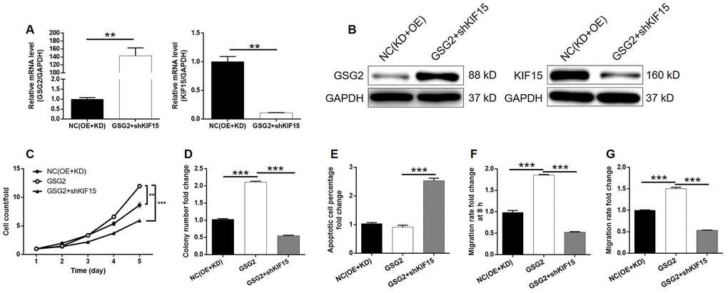KIF15 knockdown alleviated the promotion of bladder cancer by GSG2 overexpression. (A, B) The mRNA and protein levels of GSG2 and KIF15 in T24 cells in NC(OE+KD) and GSG2+shKIF15 groups were detected by qPCR (A) and western blotting (B), respectively. (C) KIF15 knockdown reversed the promotion of cell proliferation of T24 cells by GSG2 overexpression. (D) KIF15 knockdown attenuate the effects of GSG2 overexpression on colony formation ability of T24 cells. (E) The slightly inhibited cell apoptosis of T24 cells by GSG2 overexpression was reversed by KIF15 knockdown. (F, G) The GSG2 overexpression induced promotion of cell migration of T24 cells detected by wound-healing (D) and Transwell (E) assays was alleviated by KIF15 knockdown. All data were collected from at least three independent experiments and were normalized to corresponding negative control for facilitating comparison. The figures are representative data from at least three independent experiments. The data were expressed as mean ± SD (n ≥ 3), *PPP