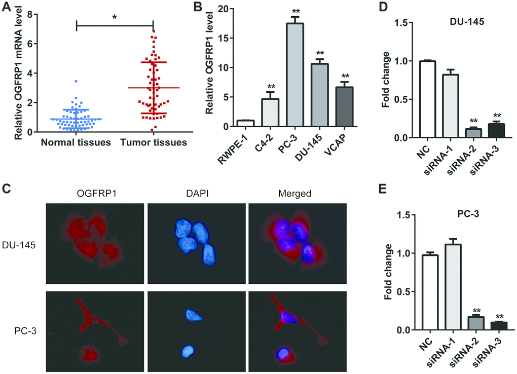 OGFRP1 was upregulated in PCa and located in the cytoplasm. (A) OGFRP1 levels in 57 pairs of PCa and adjacent tissues were detected by qPCR. (B) OGFRP1 was upregulated in PCa cell lines (PC-3, DU-145, C4-2 and VCAP) compared with a normal human prostatic epithelial cell line (RWPE-1). (C) Subcellular location of OGFRP1 in DU-145 and PC-3 cells was analyzed using FISH. (D and E) qPCR demonstrated that siOGFRP1 transfection inhibits mRNA expression of OGFRP1 in both DU-145 and PC-3 cells. SiRNA2 for DU145 and siRNA3 for PC3 were applied in all of the following experiments due to the interference efficiency. All experiments were performed 3 times. *PP
