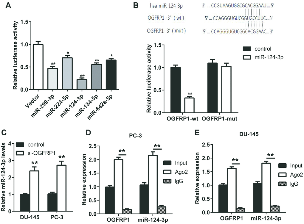 OGFRP1 decoyed miR-124-3p in PCa cells. (A) Luciferase assay was performed to detect the binding of OGFRP1 to miRNAs (miR299-3p, miR-224-5p, miR-124-3p, miR-134-5p, and miR-624a-5p). (B) Luciferase reporter gene assay was performed to confirm the binding of OGFRP1 to miR-124-3p. (C) qPCR results proved that OGFRP1 knockdown lead to the up-regulation of miR-124-3p levels. (D and E) The association of OGFRP1 and miR-124-3p between Ago2 in DU-145 and PC-3 cells was confirmed using RIP. *PP