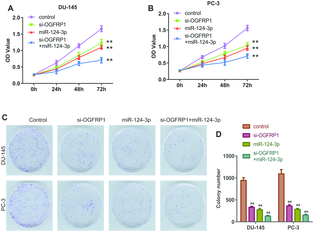 miR-124-3p and knockdown of OGFRP1 inhibited the proliferation in PCa cells. (A and B) Cell proliferation of DU145 and PC3 was analyzed by CCK8 assay, which was detected at different time points, including 0, 24, 48, and 72 h. (C and D) Clone formation of the DU145 and PC3 cells after transient transfection. **P