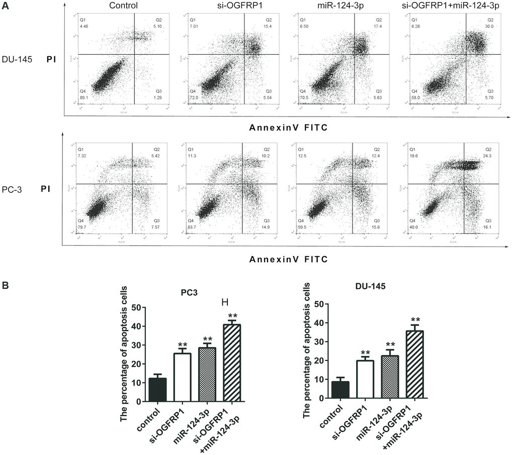 miR-124-3p and knockdown of OGFRP1 promoted apoptosis in PCa cells. (A) Cell apoptosis of DU145 and PC3 was detected by flow cytometry. (B) Analysis of percentage of apoptotic cells. **P