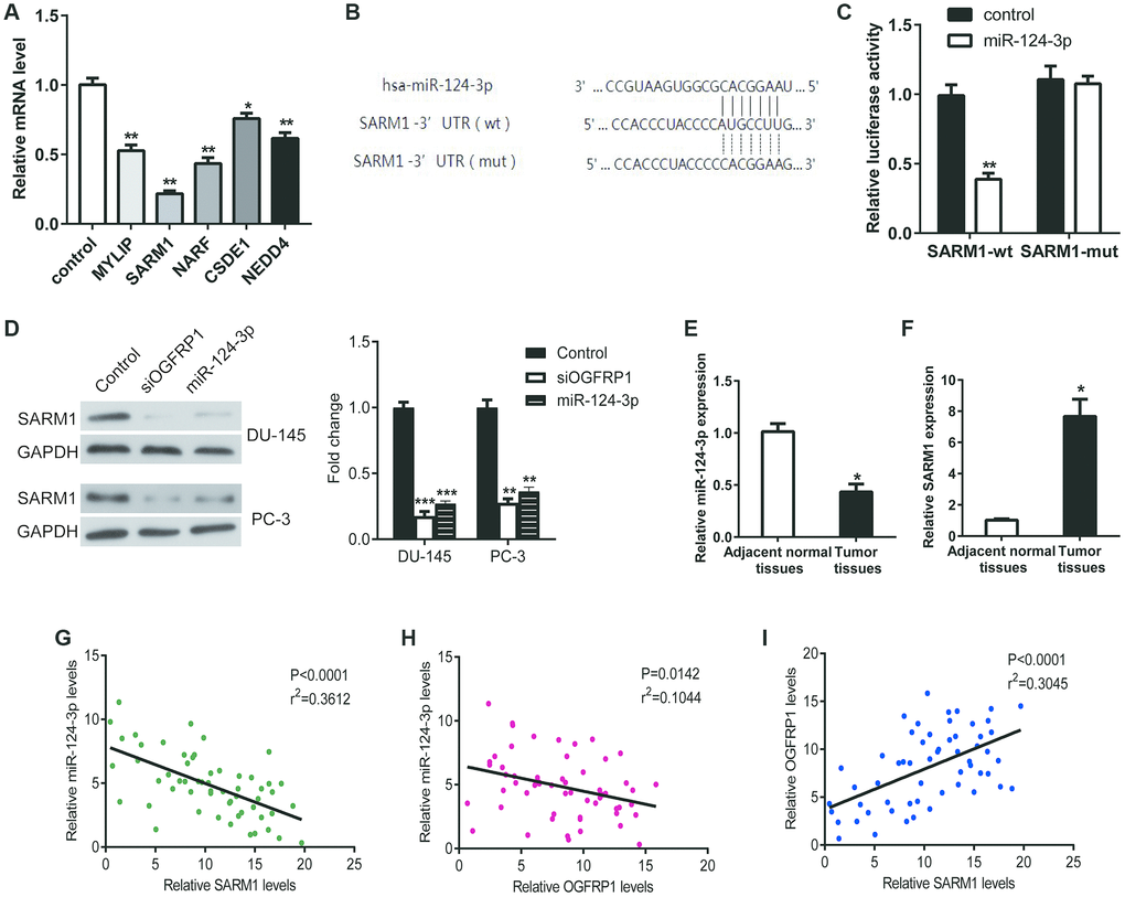 MiR-124-3p inhibited the expression of SARM1 via binding to its 3’ UTR. (A) The mRNA levels of the predicted target genes (MYLIP, SARM1, NARF, CSDE1, and NEDD4) in PCa cells transfected with miR-124-3p mimics were detected using qPCR. (B and C) Luciferase reporter gene assay was performed to confirm the binding of miR-124-3p to SARM1. (D) The expression of SARM1 was detected by western blot in DU-145 and PC-3 cells. (E and F) miR-124-3p and SARM1 levels in 57 pairs of PCa and adjacent tissues were detected by qPCR. (G–I) The correlation between OGFRP1, miR-124-3p, and SARM1 levels was analyzed. *PPP