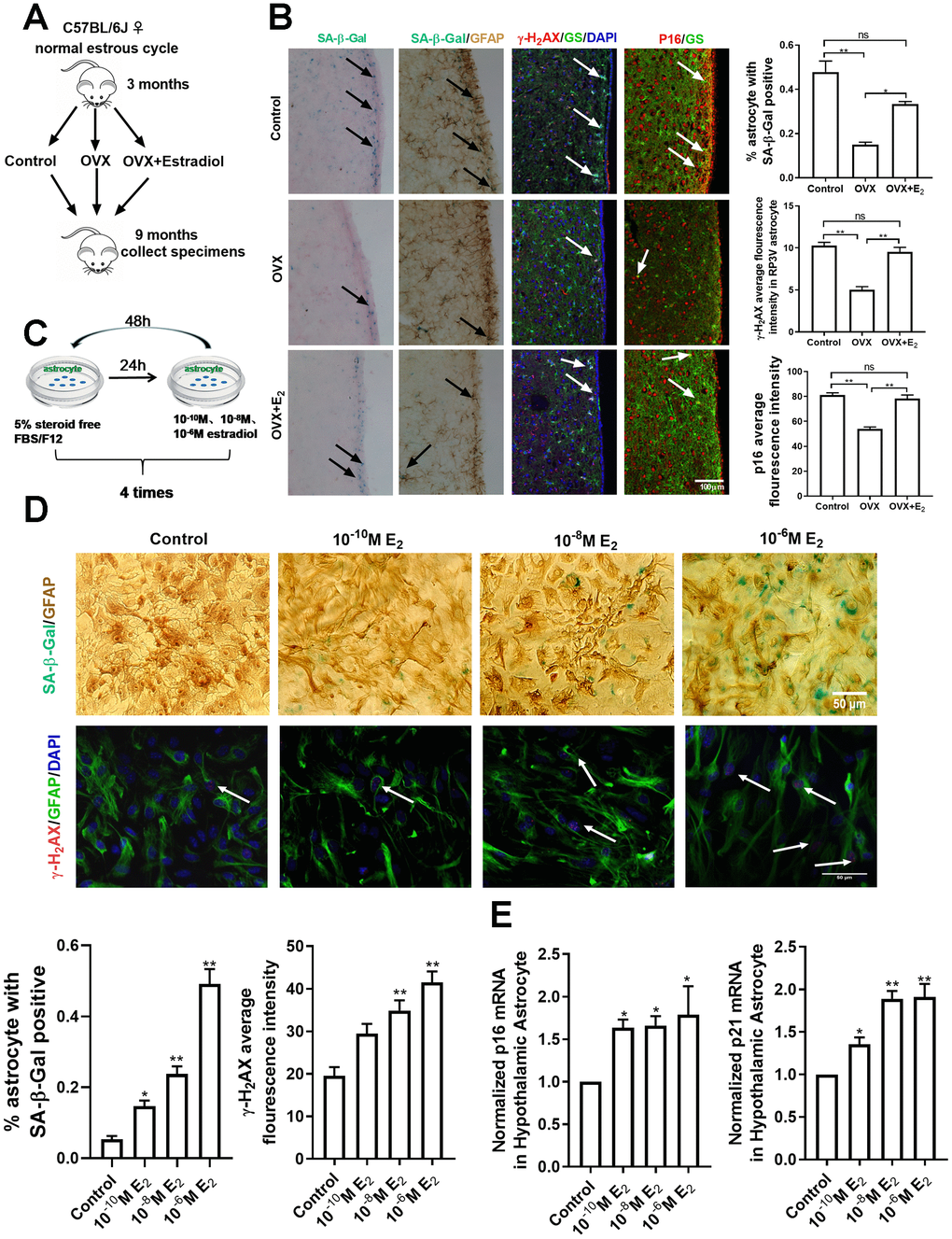 Estradiol induces senescence of astrocytes in the hypothalamus. (A) The flow chart of mouse castration and estradiol intervention. (B) Representative microscopies showing SA-β-gal staining in the control (n=5), OVX (n=5) and OVX+E2 groups (n=5), black arrows representing SA-β-Gal–positive cells (left one). Dual-label immunohistochemistry showing astrocytes by GFAP staining (brown) and by SA-β-Gal staining (blue), black arrows representing SA-β-Gal–positive astrocytes (left two). Dual-label immunofluorescence showing astrocytes (green) with γ-H2AX (red), white arrows representing γ-H2AX–positive astrocytes (right two). Dual-label immunofluorescence showing astrocytes (green) with p16 (red), white arrows representing p16–positive astrocytes (right one). Scale bar= 100μm. (C) The flow chart of estradiol intervention in primary cultured astrocytes. (D) Dual-label immunohistochemistry showing astrocytes by GFAP staining (brown) and by SA-β-Gal staining (blue) with three different estradiol concentrations (10-10M, 10-8M, 10-6M) (upper), black arrows representing SA-β-Gal–positive astrocytes. Scale bar= 100 μm. Dual-label immunofluorescence showing astrocytes (green) and γ-H2AX (red) with different estradiol concentrations, white arrows representing γ-H2AX–positive astrocytes. Scale bar=50μm. (E) Detection of p16 and p21 mRNA levels under different estradiol concentrations. Estradiol increased the expression of p16 and p21 with different estradiol concentrations in hypothalamic astrocytes (n = 3-4). The experiments used two-way analysis of variance. The p-value was determined by One-way ANOVA: *pp2, i.e. ovariectomy plus estradiol replacement, 10-6M E2, i.e.10-6M estradiol concentrations.