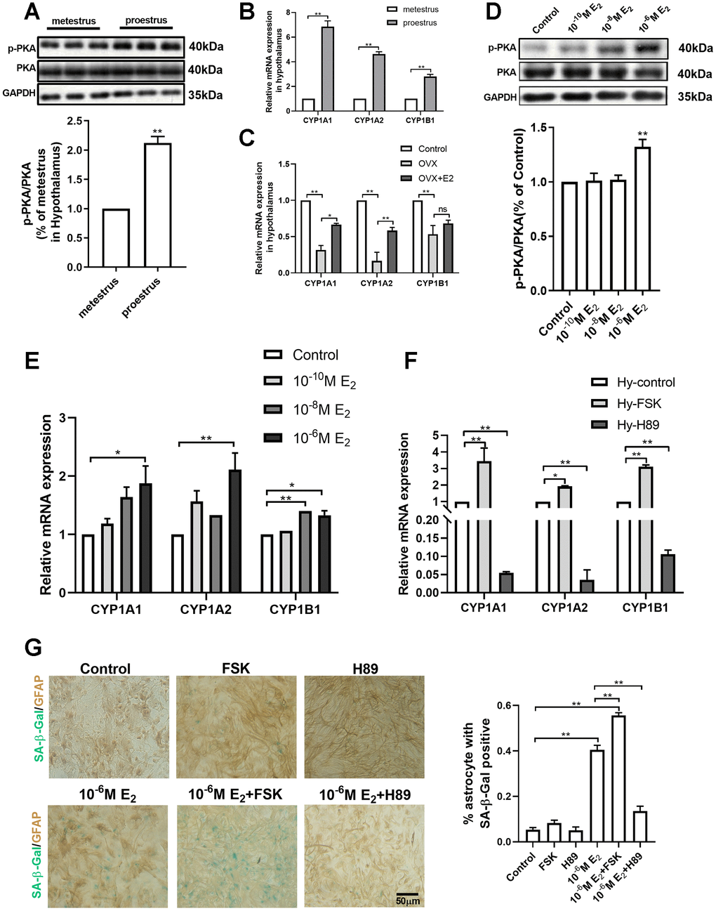 PKA-CYP signaling mediates estradiol-induced senescence of hypothalamic astrocytes. (A) The expression of PKA and p-PKA in hypothalamus during proestrus and metestrus at 3 months of age as determined by Western blotting (n = 6). (B) Effects of estrous cycle on the mRNA expression of CYP1A1, CYP1A2 and CYP1B1 gene in the hypothalamus as determined by qPCR. Metestrus vs. proestrus, n=3 (upper). (C) Effects of estradiol on the mRNA expression of CYP1A1, CYP1A2 and CYP1B1 gene in the hypothalamic tissue as determined by qPCR. OVX group vs. control group, OVX group vs. OVX+E2 group, n=3. The p-value of (A–C) was determined by Student’s t test,*ppD) Expression of PKA and p-PKA in primary cultured hypothalamic astrocytes with the intervention of different estradiol concentrations as determined by Western blotting (n = 5). (E) Effects of estradiol on the mRNA expression of CYP1A1, CYP1A2 and CYP1B1 gene in primary cultured hypothalamic astrocytes with the intervention of different estradiol concentrations, as compared with the control, n= 3. (F) Effects of PKA activator (Forskolin, 10μM, 24h) and inhibitor (H89, 30μM, 24h) on the mRNA expression of CYP1A1, CYP1A2 and CYP1B1 gene in the primary cultured hypothalamic astrocytes, as compared with the control, n=3. (G) Dual-label immunohistochemistry showing astrocytes (brown) and SA-β-Gal staining (blue) with the effects of 10-6M estradiol, together with Forskolin and H89, respectively. Black arrows represent SA-β-Gal –positive astrocytes. n=3, scale bar=50μm. The p-value was determined by One-way ANOVA:*pp