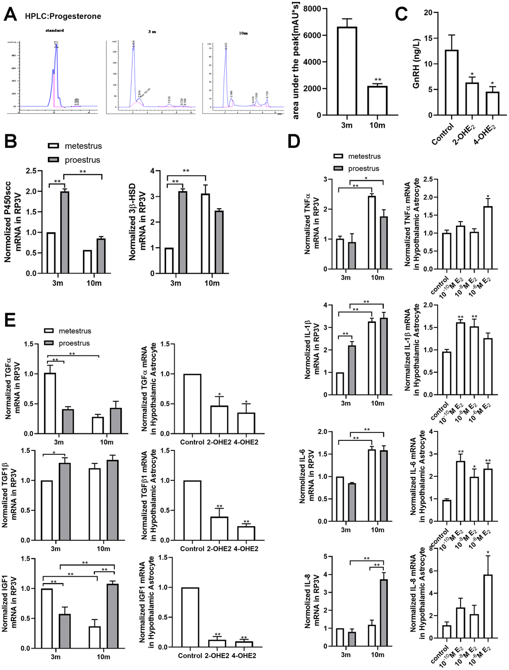 Estradiol-induced senescence of hypothalamic astrocytes contributes to aging-related declines in female reproductive function. (A) HPLC chromatogram of standard progesterone (left) and hypothalamic tissue extract of 3-month-old and 10-month-old mice. The p-value was determined by Student’s t test: ** pB) Effects of estrous cycle and age on the levels of P450scc and 3β-HSD mRNA in hypothalamus as determined by qPCR. The p-value was determined by Two-way ANOVA: ** pC) Both 2-OHE2-ACM and 4-OHE2-ACM inhibited the secretion of GnRH from GT1-7 cells. The p-value was determined by One-way ANOVA: *pD) Effects of estrous cycle and age on the levels of TNF-α, IL-1β, IL-6 and IL-8 mRNA in hypothalamus as determined by qPCR. The p-value was determined by Two-way ANOVA: *ppTNF-α, IL-1β, IL-6 and IL-8 mRNA in hypothalamic primary cultured astrocytes as determined by qPCR (n=3-6). The p-value was determined by One-way ANOVA:*ppE) Effects of estrous cycle and age on the levels of TGF-α, TGF-β1, and IGF1 mRNA in hypothalamus as determined by qPCR (n = 3). The p-value was determined by Two-way ANOVA: *ppTGF-α, TGF-β1, and IGF1 mRNA levels with 2-OHE2 and 4-OHE2 intervention (n=3). The p-value was determined by One-way ANOVA:*pp