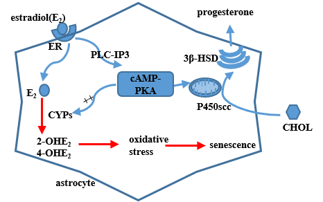 A model of estradiol action on hypothalamic astrocytes involving the progesterone production on the basis of present results and previous findings. Circulating estradiol acts on astrocytes that regulate progesterone (PROG) synthesis to activate the cAMP-PKA pathway. PKA can phosphorylate cytochrome P450scc and 3β-HSD, which regulate PROG production. The activated PKA pathway can also increase the expression of CYPs genes, which participate in the process of estradiol metabolism. Metabolic products of estradiol, 2-OHE2 and 4-OHE2, exert strong oxidative stress on astrocytes. ER, i.e. estrogen receptor; CHOL, i.e.cholesterol.