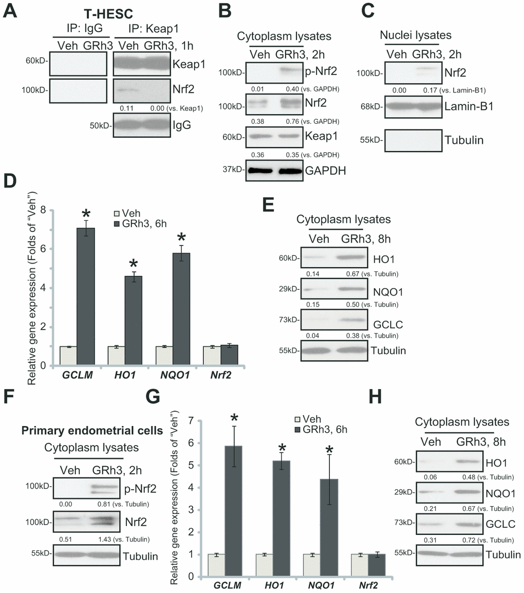 GRh3 activates Nrf2 signaling cascade in T-HESC cells and primary murine endometrial cells. T-HESC human endometrial cells (A–E) or the primary murine endometrial cells (F–H) were treated with GRh3 (at 10 μM) for the indicated time periods. Keap1-Nrf2 association was tested by co-immunoprecipitation assay (A); Expression of listed proteins (B, C, E, F and H) in cytosol lysates and nuclear fraction lysates was tested by Western blotting, with relative expression of listed mRNAs tested by qPCR (D and G). Expression of the listed proteins was quantified, normalizing to the loading control protein (A–C, E, F and H). Error bars stand for mean ± standard deviation (SD, n=5). “Veh” stands for vehicle control (PBS, same for all Figures). *pvs. “Veh” (D and G). Each experiment was repeated three times with similar results obtained.