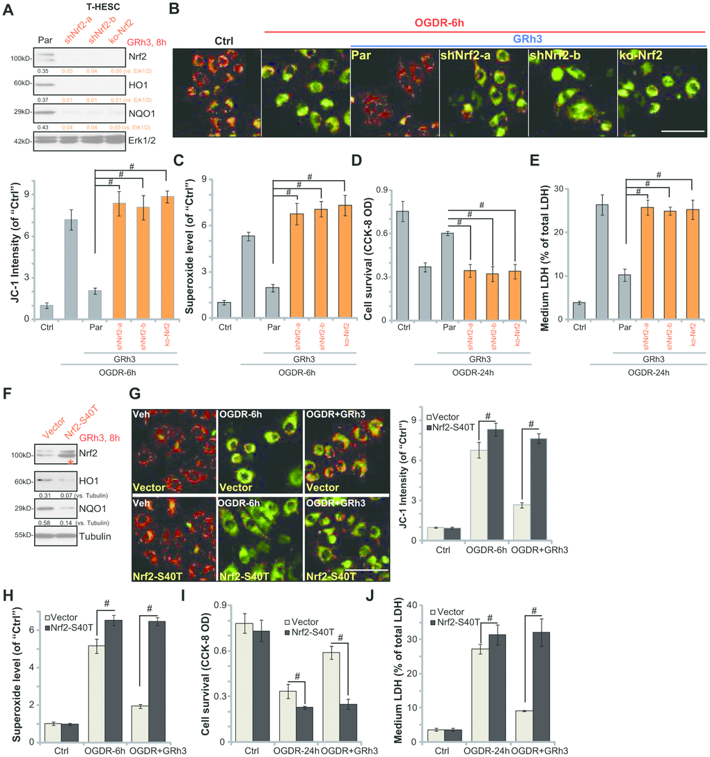 Nrf2 activation is required for GRh3-induced endometrial cell protection against OGDR. Stable T-HESC cells, with Nrf2 shRNA (“-a/-b”, different sequences) (A–E), the CRISPR-Cas9-Nrf2-KO construct (“ko-Nrf2”) (A–E) or the Nrf2 S40T mutant construct (“Nrf2-S40T”) (F–J), were treated with GRh3 (10 μM) for 8h; Expression of listed proteins in total cell lysates was shown (A and F). Cells were pretreated with GRh3 (10 μM) for 2h, followed by OGD (4h)-reoxygenation (“OGDR”) for applied time periods, then the mitochondrial depolarization (JC-1 green fluorescence, B and G) and superoxide contents (C and H) were tested, with cell viability and necrosis examined by CCK-8 (D and I) and LDH release (E and J) assays, respectively. “Pare” stands for the parental control cells (A–E). “Vector” stands for control cells with empty vector (F–J). Expression of the listed proteins was quantified, after normalizing to the loading control protein (A and F). Error bars stand for mean ± standard deviation (SD, n=5). #pB and G).