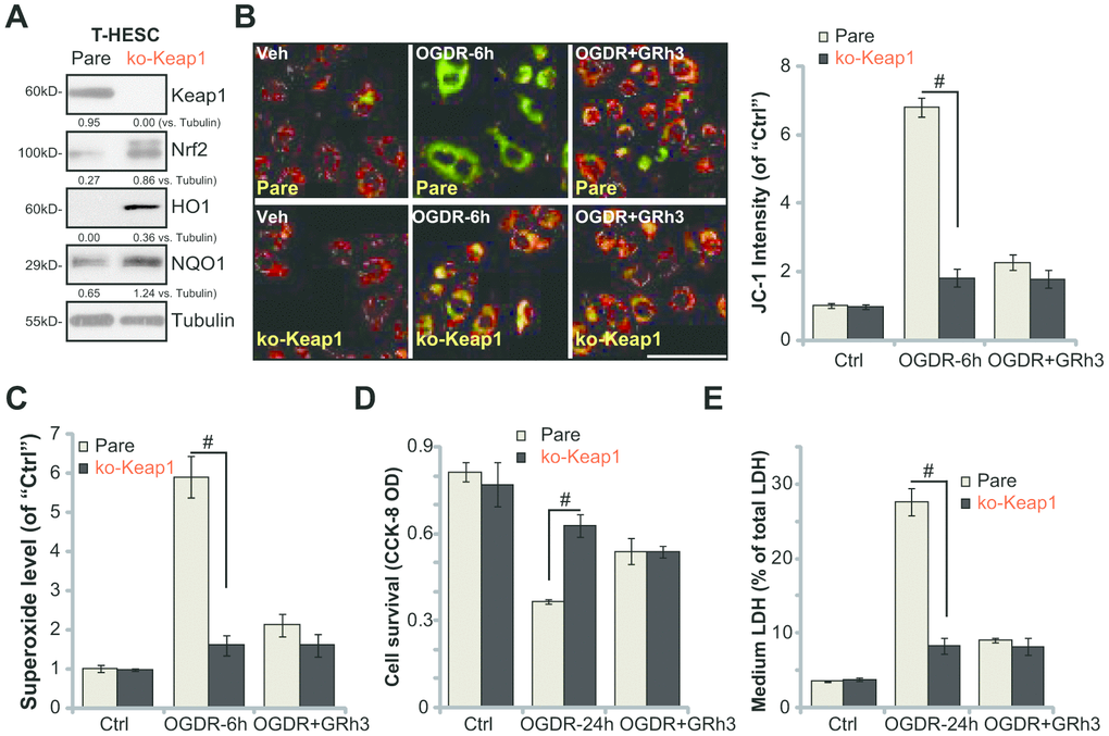 Forced activation of Nrf2 by Keap1 KO mimics and nullifies GRh3-induced endometrial cell protection against OGDR. Expression of listed proteins in total cell lysates of stable T-HESC cells with the CRISPR-Cas9-Keap1-KO construct (“ko-Keap1”) or the empty vector (“Vector”) was shown (A). Cells were pretreated with GRh3 (10 μM) for 2h, followed by OGD (4h)-reoxygenation (“OGDR”) for applied time periods, then mitochondrial depolarization (JC-1 green intensity, B) and ROS production (superoxide contents, (C) were tested, with cell viability and necrosis examined by CCK-8 (D) and LDH release (E) assays respectively. Expression of the listed proteins was quantified, after normalizing to the loading control protein (A). Error bars stand for mean ± standard deviation (SD, n=5). #pB).