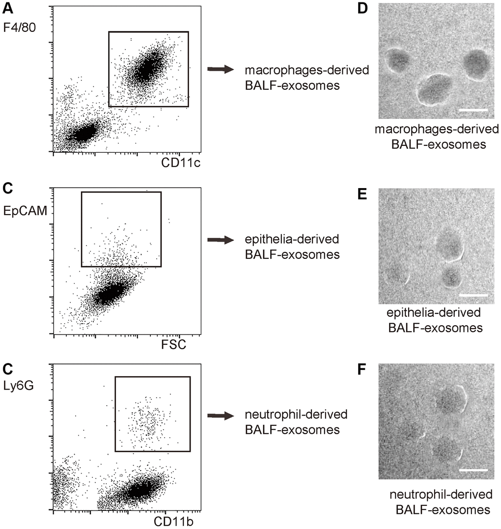 Purification of macrophage-, epithelia- and neutrophil- derived exosomes from total BALF-exosomes from ALI-mice. The isolated BALF-exosomes were further purified into macrophage-, epithelia- and neutrophil- derived exosomes, based on differential expression of precursor cell markers. The purification strategy included size less than 500nm and being positive for specific precursor cell markers. (A) Flow chart for macrophage-derived exosomes: positive for both CD11c and F4/80. (B) Flow chart for epithelia: positive for EpCAM. (C) Flow chart for neutrophils: positive for both CD11b and Ly6G. (D–F) EM visualization of exosomes purified from isolated exosomes. Scale bars are 50nm.