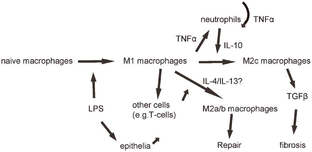 Schematic of the model. LPS first induces macrophage polarization to M1, which produces and releases TNFα to recruit and activate neutrophils, which further produced and secreted TNFα in an autocrine manner to mediate the early pro-inflammatory responses after ALI. Neutrophils also produce and secrete IL-10, which signals back to macrophages to polarize them to M2c to secrete TGFβ to mediate fibrosis.