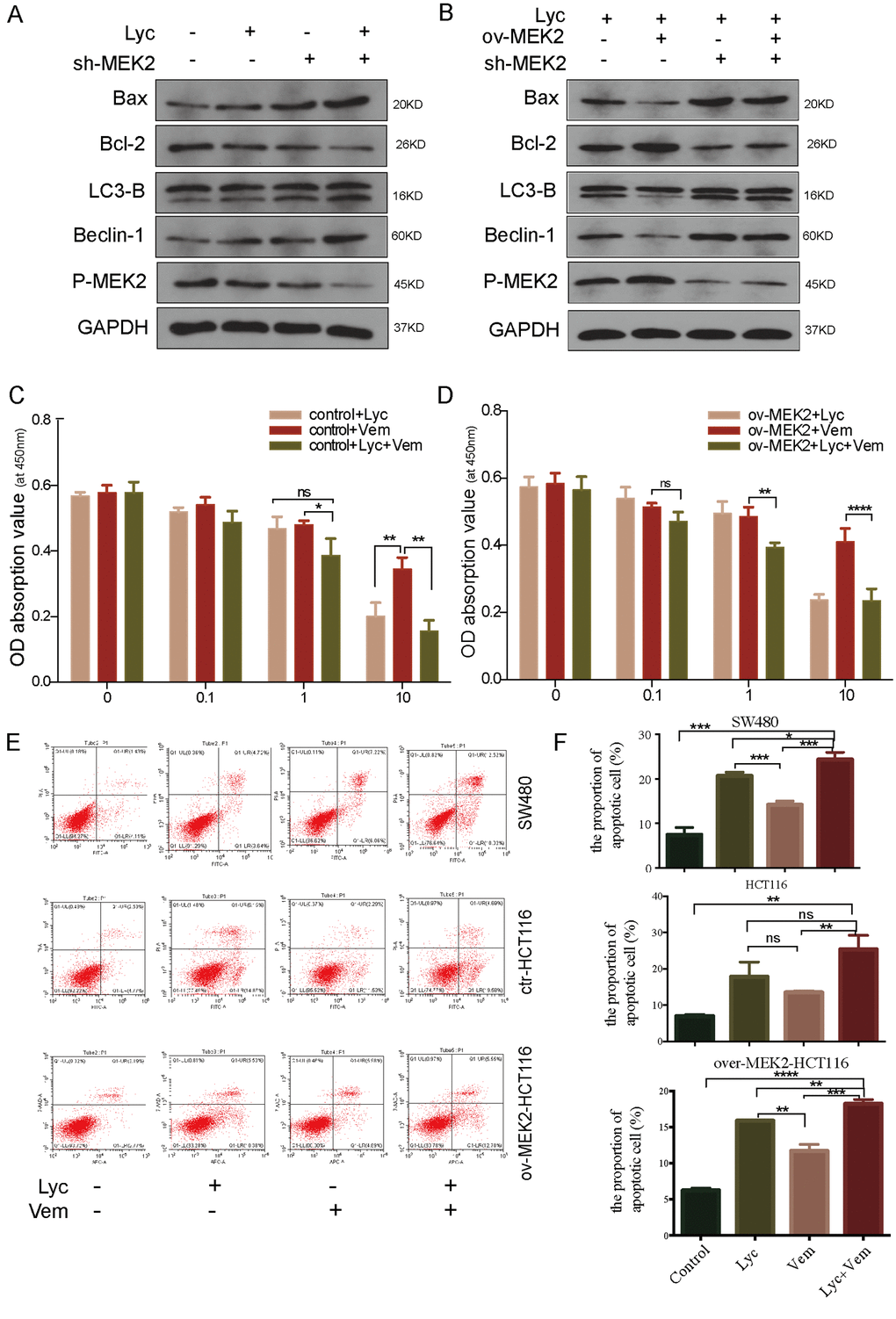 Lycorine enhances the anti-cancer effects of vemurafenib. (B) Mitogen-activated protein kinase kinase 2 (MEK2) was depleted in MEK2-overexpressing HCT116 cells by exposure to lycorine, and western blotting was used to investigate the levels of autophagy and apoptosis. GAPDH was used as a loading control.