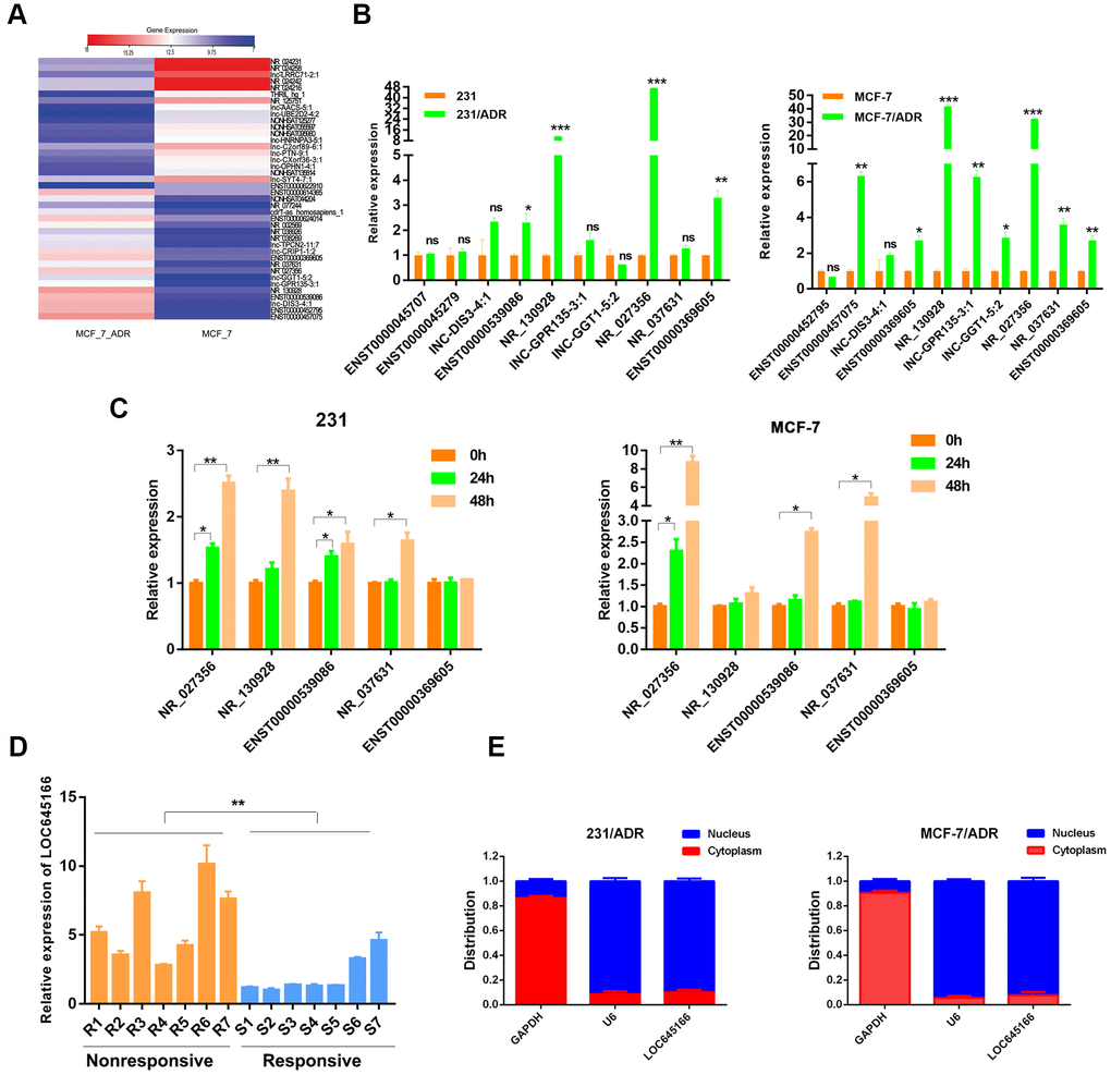 lnc-LOC645166 is upregulated in breast cancer with adriamycin resistance. (A) Heat map of differentially expressed lncRNAs (the top 20 in upregulated lncRNAs and the top 20 in downregulated lncRNAs) between MCF-7 and MCF-7/ADR cells. (B) RT-qPCR analysis of top 10 upregulated lncRNAs between ADR-resistant breast cancer cell lines and their parent cell lines (n =3). (C) RT-qPCR analysis of five different expressed lncRNAs after treated with ADR for 24h and 48h in MCF-7 and 231 cell lines (n =3). (D) RT-qPCR analysis of lnc-LOC645166 in an independent set of breast tumors samples with good or poor responses to ADR therapy (n =3), R means resistant to ADR therapy, S means sensitive to ADR therapy. (E) Subcellular fractionation of MCF-7/ADR and 231/ADR cells to determine the cellular location of lnc-LOC645166. GAPDH acted as cytoplasmic marker and U6 acted as nuclear marker (n=3). Data are shown as means ± SD. *p 